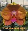 Phal. Miro Curry Miro